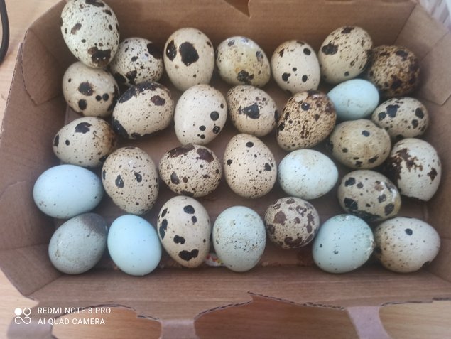 Oeufs fécondés de caille