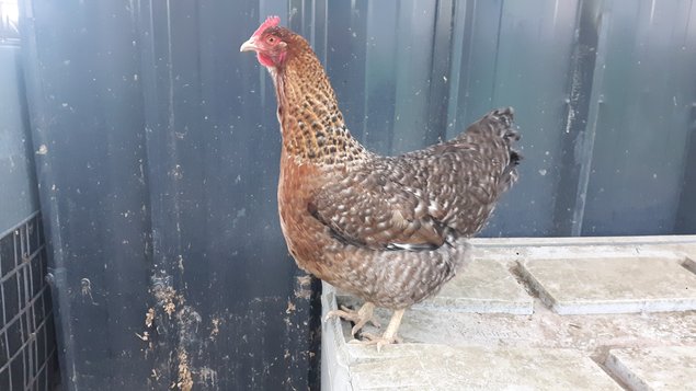 Bielefelder  saumon coucou doré rouillé