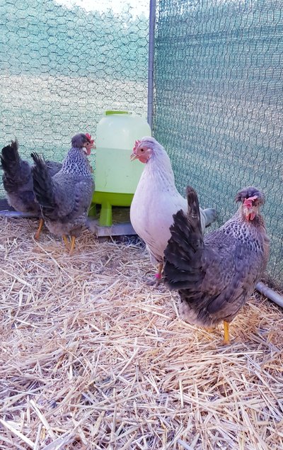 Poule Opal/Split Legbar (Très Rare) Œufs Bleus