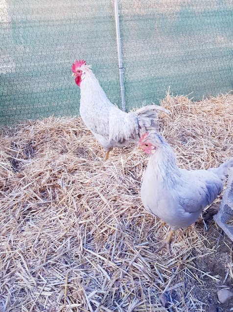 Poule Opal/Split Legbar (Très Rare) Œufs Bleus