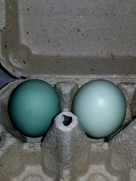 Poule Opal/Split Legbar (Très Rare) Œufs Bleus