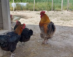 Marans cuivré