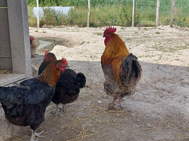 Marans cuivré