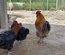 Marans cuivré