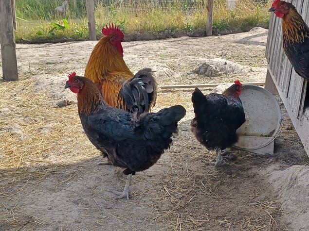 Marans cuivré