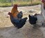 Marans cuivré