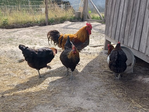 Marans cuivré