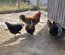 Marans cuivré