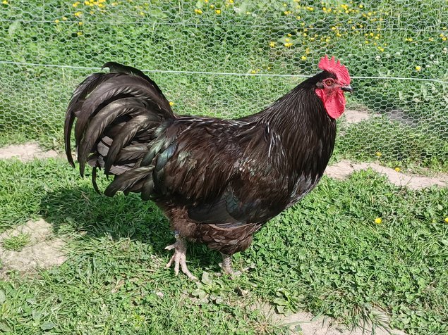 Poule du Berry