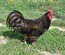 Poule du Berry
