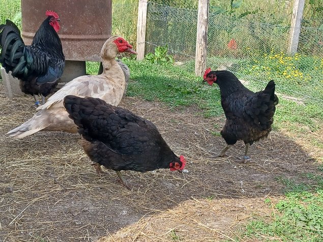 Poule du Berry