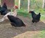 Poule du Berry