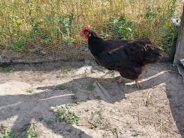 Poule du Berry