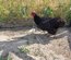 Poule du Berry
