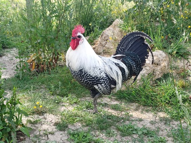 Braekel argenté