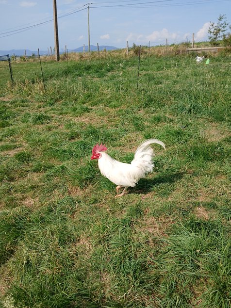 Œufs a couver Leghorn blanche