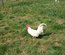 Œufs a couver Leghorn blanche