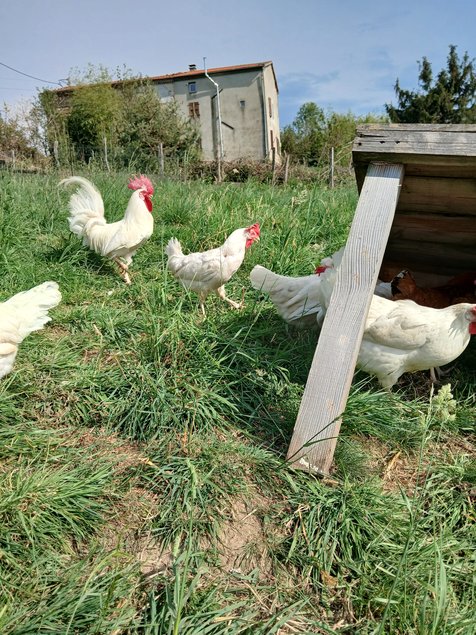 Œufs a couver Leghorn blanche