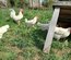 Œufs a couver Leghorn blanche