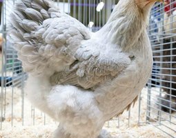 Poulettes Brahmas pures races L'Isle sur la Sorgue 4 mois