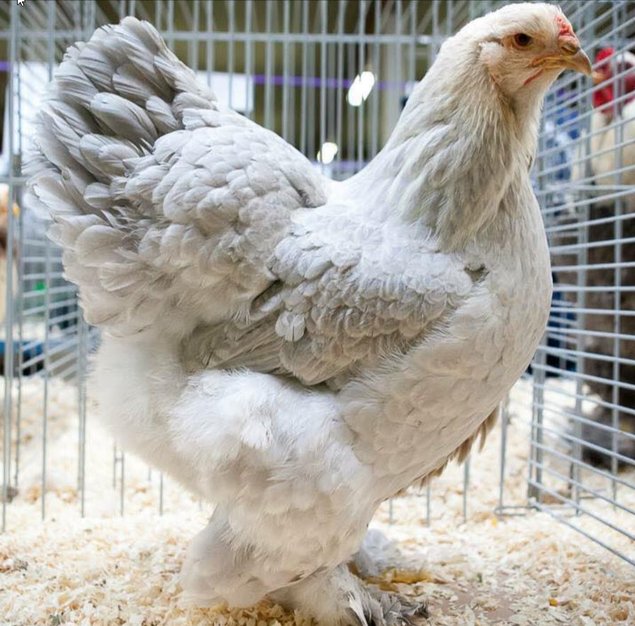 Poulettes Brahmas pures races L'Isle sur la Sorgue 4 mois
