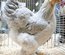 Poulettes Brahmas pures races L'Isle sur la Sorgue 4 mois