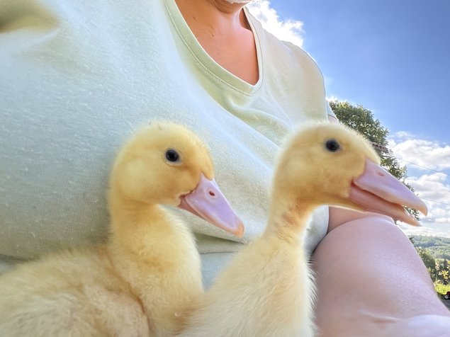 Œufs fécondés de Canards Blancs de l’Allier - Ferme Certifiée Bio