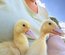 Œufs fécondés de Canards Blancs de l’Allier - Ferme Certifiée Bio