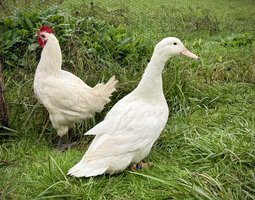 Œufs fécondés de Canards Blancs de l’Allier - Ferme Certifiée Bio