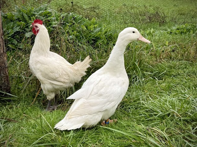 Œufs fécondés de Canards Blancs de l’Allier - Ferme Certifiée Bio