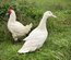 Œufs fécondés de Canards Blancs de l’Allier - Ferme Certifiée Bio