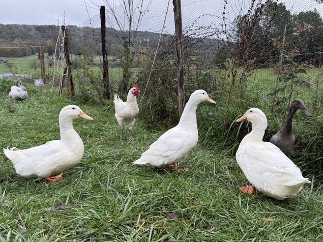 Œufs fécondés de Canards Blancs de l’Allier - Ferme Certifiée Bio