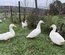Œufs fécondés de Canards Blancs de l’Allier - Ferme Certifiée Bio