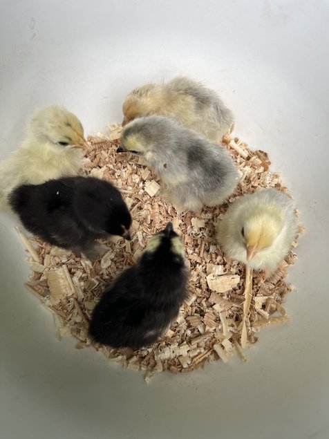 OEUFS BANTAM DE PEKIN ( 5+1 offert )