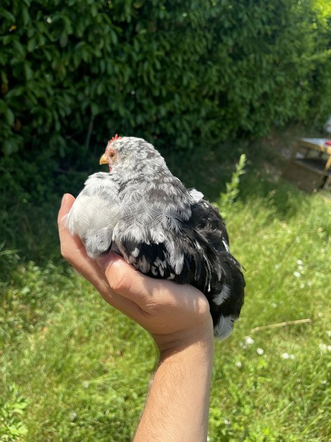 OEUFS BANTAM DE PEKIN ( 5+1 offert )