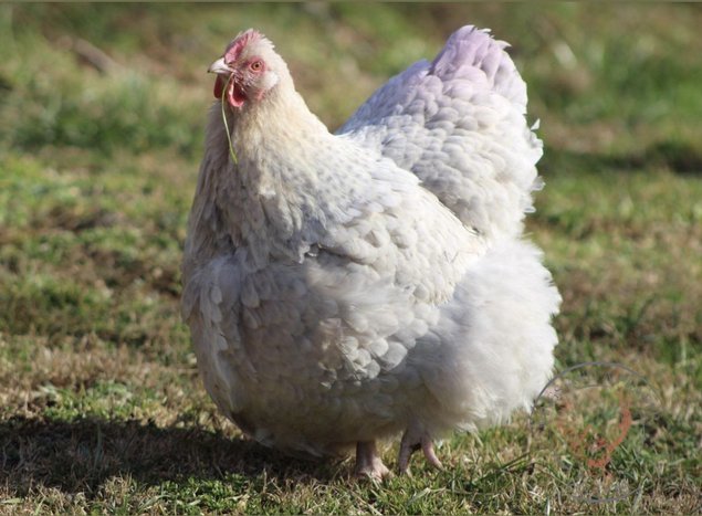 Œufs fécondés orpington lavande