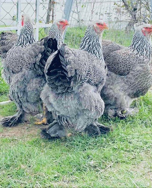 Œufs fécondés brahma perdrix argentés
