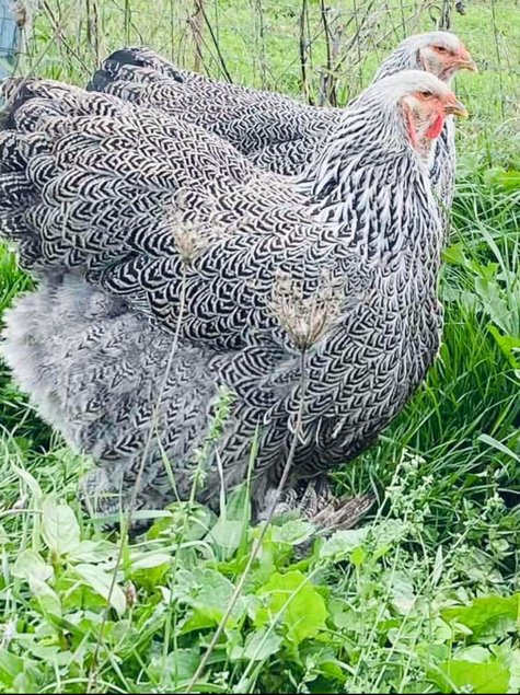 Œufs fécondés brahma perdrix argentés