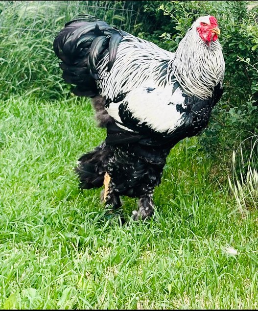 Œufs fécondés brahma perdrix argentés