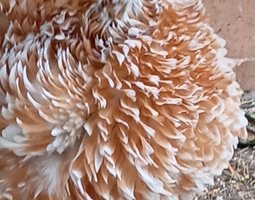Pékins porcelaines blanc doré, lisses et frisées