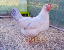 Poule Opal/Split Legbar (Très Rare) Œufs Bleus