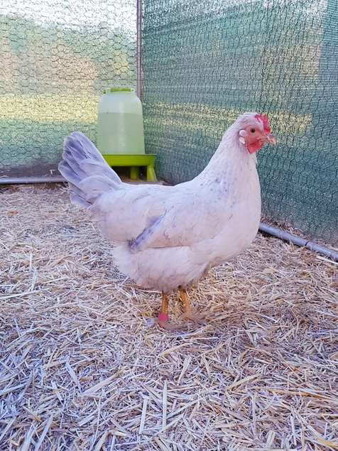 Poule Opal/Split Legbar (Très Rare) Œufs Bleus