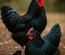 Œufs à couver – Poules Géantes de Jersey