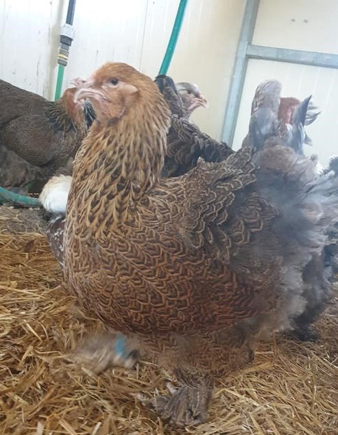 Poulettes Brahmas pures races L'Isle sur la Sorgue 4 mois