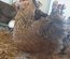 Poulettes Brahmas pures races L'Isle sur la Sorgue 4 mois
