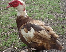 Canard de Barbarie Mix