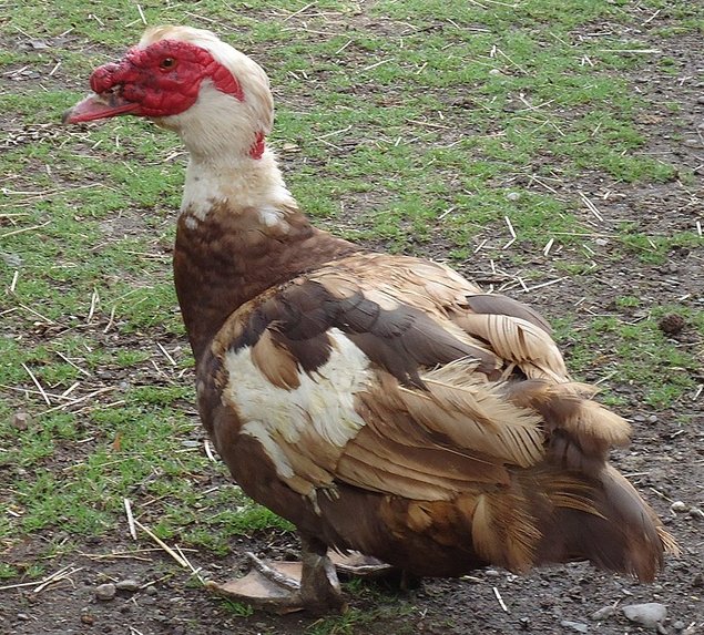 Canard de Barbarie Mix