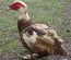 Canard de Barbarie Mix