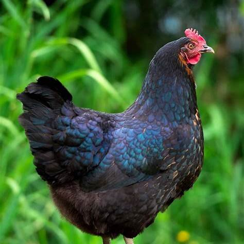 Œufs à couver – Poules Géantes de Jersey