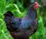 Œufs à couver – Poules Géantes de Jersey